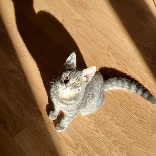 Photo #10693561