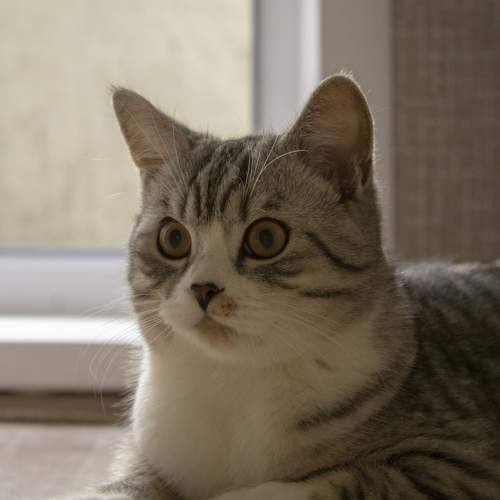 Photo #10693563