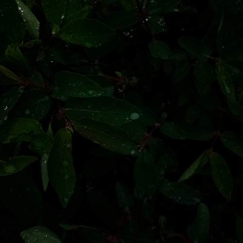 Photo #10693670