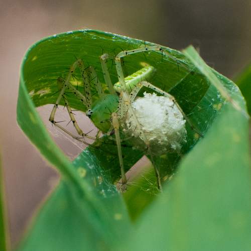 Lynx spider