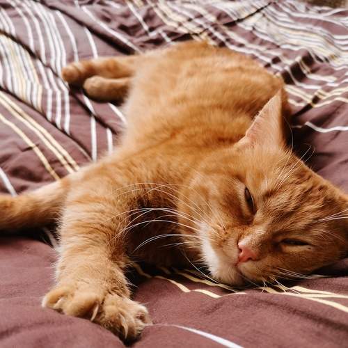 Photo #10694287