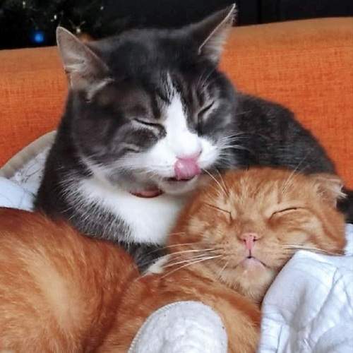 Photo #10694554