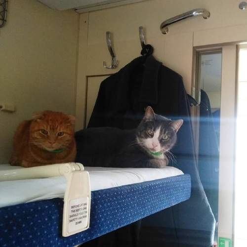 Photo #10694574
