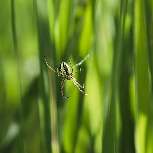 Photo #10694690