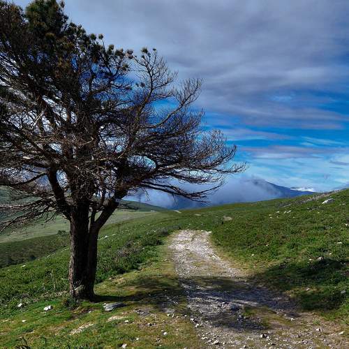 Albero