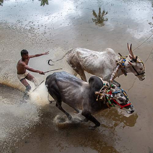 Man, Mud And Animal: Bull Race Festival In Kerala