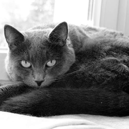 Photo #10695534