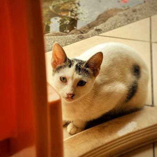 Photo #10695549