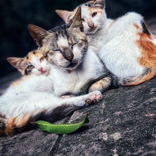 Photo #10695550
