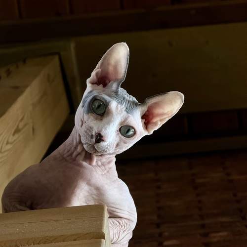 Photo #10695567
