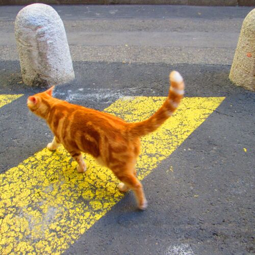 Photo #10695585