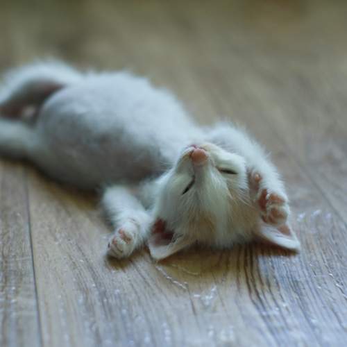 Photo #10695628