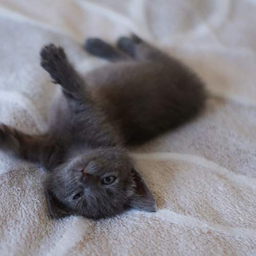 Photo #10695630