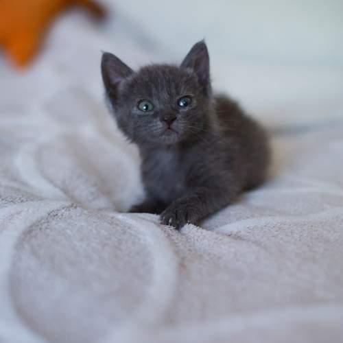 Photo #10695631