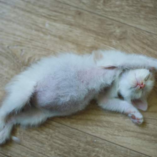 Photo #10695632