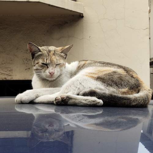 Photo #10695956