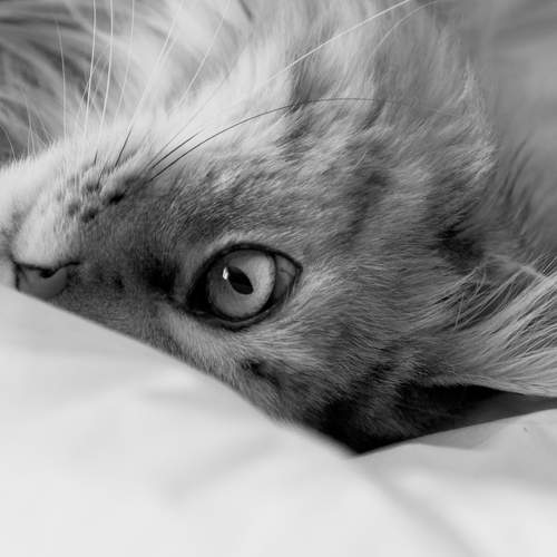 Doudou