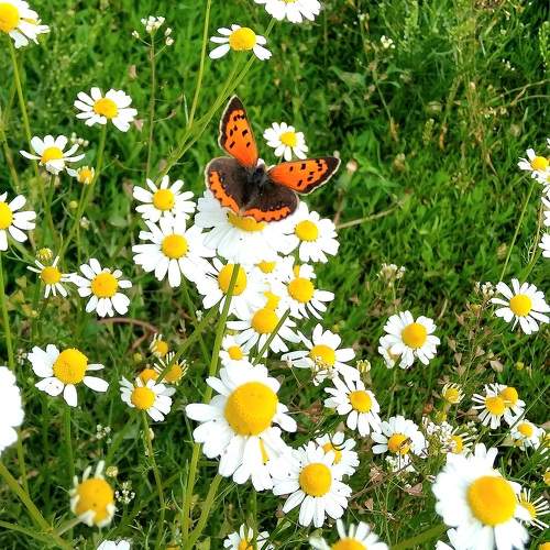 Photo #10696431