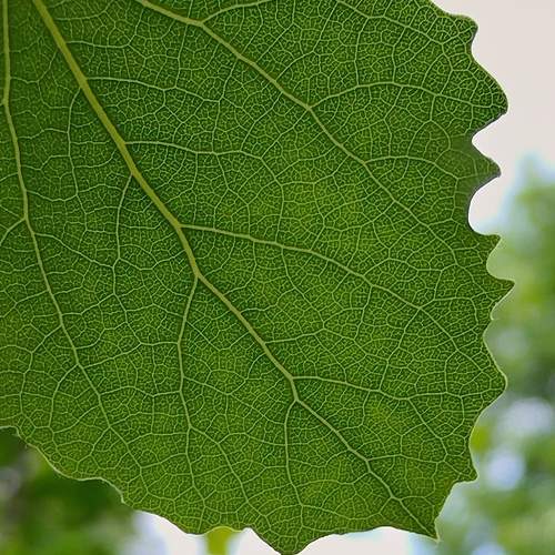 Photo #10696469
