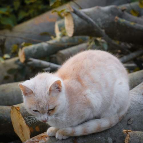 Photo #10696537