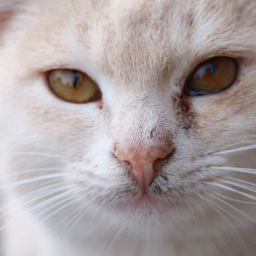 Photo #10696565