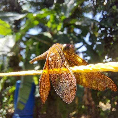 Photo #10696633