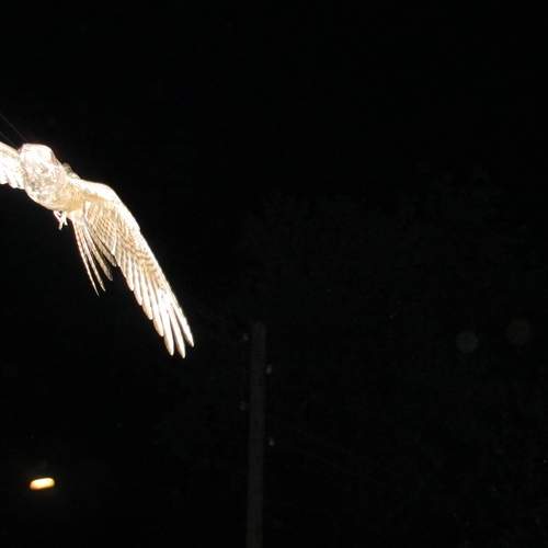 Photo #10696756