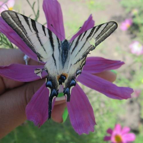 Photo #10696759