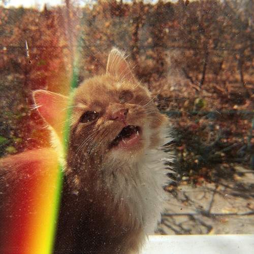 Photo #10697291