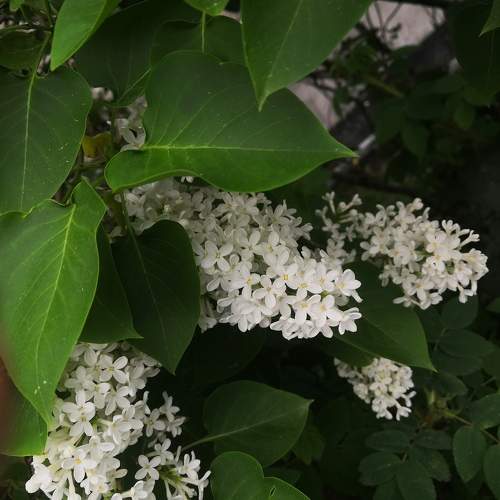 Photo #10698744