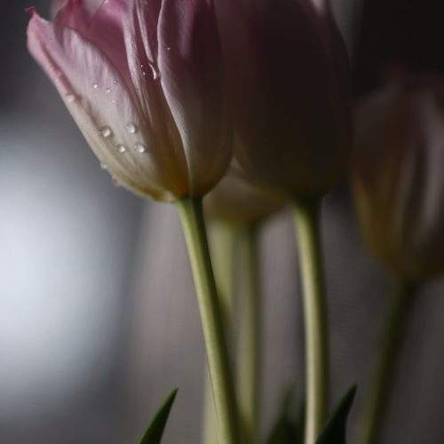 Photo #10699713