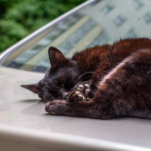 Photo #10699743