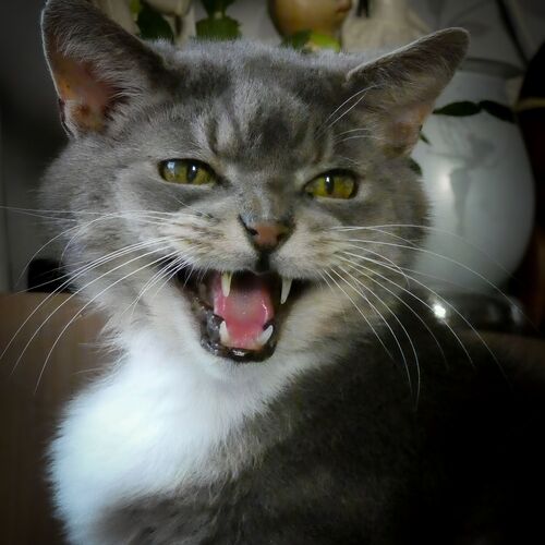 Photo #10699994