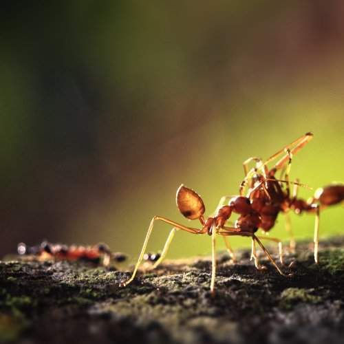 ant battle