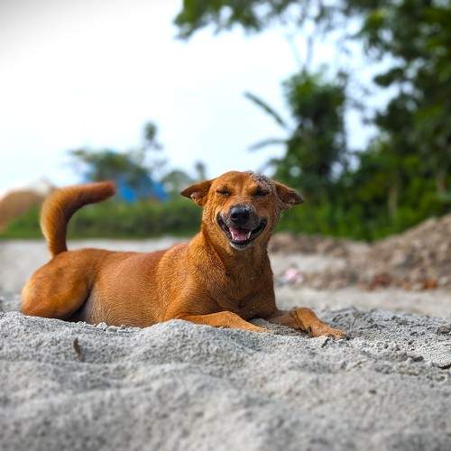 Photo #10700184