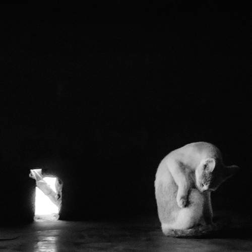 Photo #10700395
