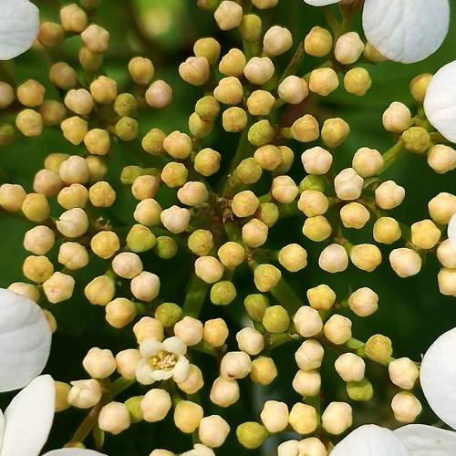 Photo #10700583