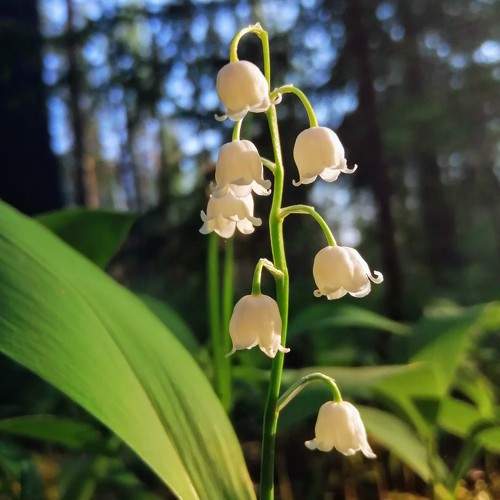 Photo #10700648