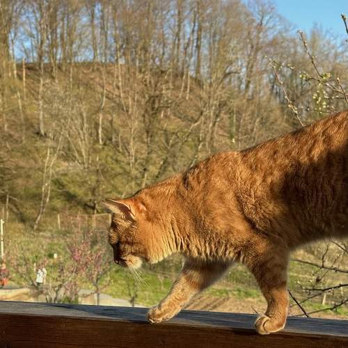 Photo #10700744