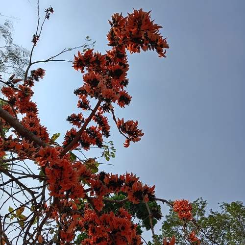 Flaming Red Silk Cotton Flower