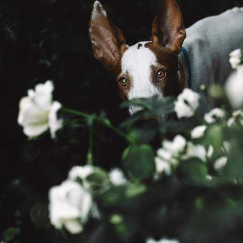 Photo #10701207