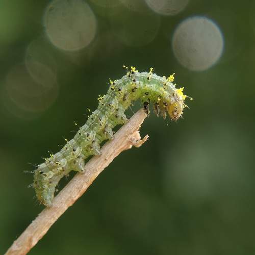 Photo #10701532