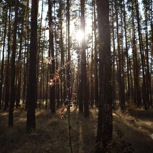 Photo #10701905