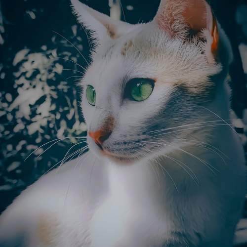Photo #10702143