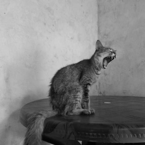 Photo #10702476