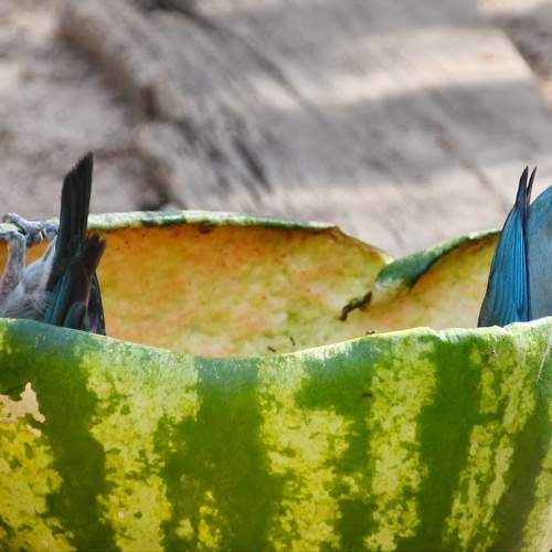 Photo #10702891