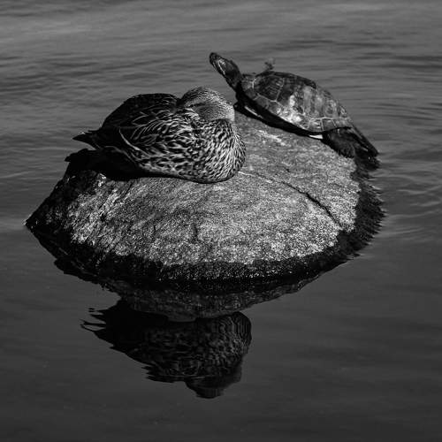 They are good friends turtle & duck