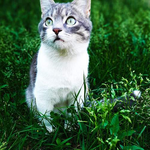 Photo #10703360