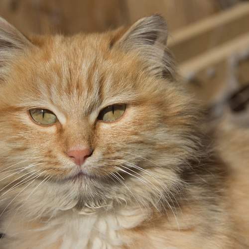 Photo #10703498