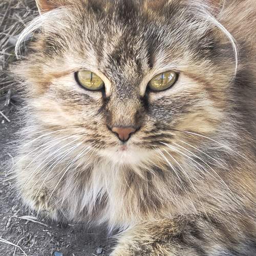 Photo #10703499